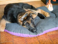 020718 ORA  GIL5238 : 02 JUILLET 2018, 2018, BERGER ALLEMAND, CHIOT, ORA