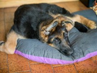 020718 ORA  GIL5239 : 02 JUILLET 2018, 2018, BERGER ALLEMAND, CHIOT, ORA