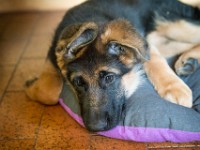 020718 ORA  GIL5242 : 02 JUILLET 2018, 2018, BERGER ALLEMAND, CHIOT, ORA