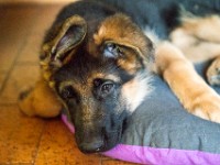 020718 ORA  GIL5243 : 02 JUILLET 2018, 2018, BERGER ALLEMAND, CHIOT, ORA