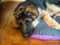 020718 ORA  GIL5244 : 02 JUILLET 2018, 2018, BERGER ALLEMAND, CHIOT, ORA