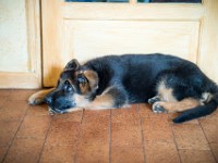 020718 ORA  GIL5245 : 02 JUILLET 2018, 2018, BERGER ALLEMAND, CHIOT, ORA