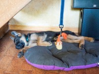 020718 ORA  GIL5247 : 02 JUILLET 2018, 2018, BERGER ALLEMAND, CHIOT, ORA