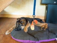 020718 ORA  GIL5248 : 02 JUILLET 2018, 2018, BERGER ALLEMAND, CHIOT, ORA