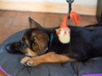 020718 ORA  GIL5249 : 02 JUILLET 2018, 2018, BERGER ALLEMAND, CHIOT, ORA