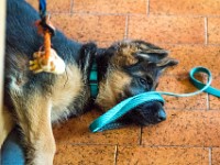 020718 ORA  GIL5252 : 02 JUILLET 2018, 2018, BERGER ALLEMAND, CHIOT, ORA