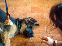 020718 ORA  GIL5254 : 02 JUILLET 2018, 2018, BERGER ALLEMAND, CHIOT, ORA