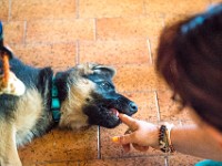 020718 ORA  GIL5255 : 02 JUILLET 2018, 2018, BERGER ALLEMAND, CHIOT, ORA