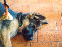 020718 ORA  GIL5256 : 02 JUILLET 2018, 2018, BERGER ALLEMAND, CHIOT, ORA