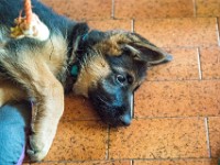 020718 ORA  GIL5257 : 02 JUILLET 2018, 2018, BERGER ALLEMAND, CHIOT, ORA