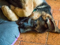 020718 ORA  GIL5258 : 02 JUILLET 2018, 2018, BERGER ALLEMAND, CHIOT, ORA