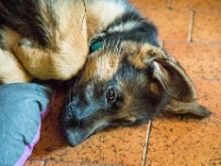 020718 ORA  GIL5260 : 02 JUILLET 2018, 2018, BERGER ALLEMAND, CHIOT, ORA