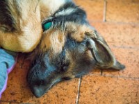 020718 ORA  GIL5263 : 02 JUILLET 2018, 2018, BERGER ALLEMAND, CHIOT, ORA