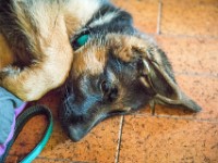 020718 ORA  GIL5264 : 02 JUILLET 2018, 2018, BERGER ALLEMAND, CHIOT, ORA