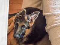 020718 ORA  GIL5266 : 02 JUILLET 2018, 2018, BERGER ALLEMAND, CHIOT, ORA