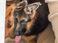 020718 ORA  GIL5267 : 02 JUILLET 2018, 2018, BERGER ALLEMAND, CHIOT, ORA