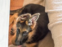 020718 ORA  GIL5268 : 02 JUILLET 2018, 2018, BERGER ALLEMAND, CHIOT, ORA