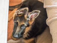 020718 ORA  GIL5269 : 02 JUILLET 2018, 2018, BERGER ALLEMAND, CHIOT, ORA