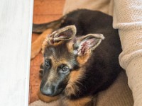 020718 ORA  GIL5270 : 02 JUILLET 2018, 2018, BERGER ALLEMAND, CHIOT, ORA