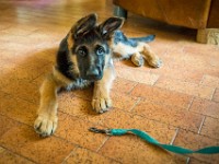 020718 ORA  GIL5276 : 02 JUILLET 2018, 2018, BERGER ALLEMAND, CHIOT, ORA