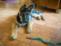 020718 ORA  GIL5277 : 02 JUILLET 2018, 2018, BERGER ALLEMAND, CHIOT, ORA