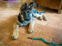 020718 ORA  GIL5278 : 02 JUILLET 2018, 2018, BERGER ALLEMAND, CHIOT, ORA