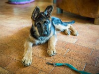 020718 ORA  GIL5279 : 02 JUILLET 2018, 2018, BERGER ALLEMAND, CHIOT, ORA