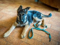 020718 ORA  GIL5281 : 02 JUILLET 2018, 2018, BERGER ALLEMAND, CHIOT, ORA