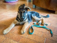020718 ORA  GIL5283 : 02 JUILLET 2018, 2018, BERGER ALLEMAND, CHIOT, ORA