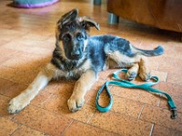 020718 ORA  GIL5284 : 02 JUILLET 2018, 2018, BERGER ALLEMAND, CHIOT, ORA