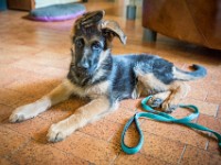 020718 ORA  GIL5285 : 02 JUILLET 2018, 2018, BERGER ALLEMAND, CHIOT, ORA