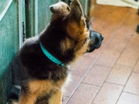 020718 ORA  GIL5287 : 02 JUILLET 2018, 2018, BERGER ALLEMAND, CHIOT, ORA
