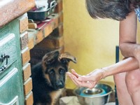020718 ORA  GIL5288 : 02 JUILLET 2018, 2018, BERGER ALLEMAND, CHIOT, ORA