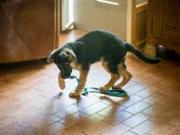 020718 ORA  GIL5290 : 02 JUILLET 2018, 2018, BERGER ALLEMAND, CHIOT, ORA