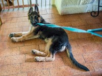 020718 ORA  GIL5298 : 02 JUILLET 2018, 2018, BERGER ALLEMAND, CHIOT, ORA