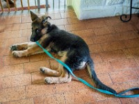020718 ORA  GIL5299 : 02 JUILLET 2018, 2018, BERGER ALLEMAND, CHIOT, ORA
