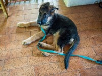 020718 ORA  GIL5300 : 02 JUILLET 2018, 2018, BERGER ALLEMAND, CHIOT, ORA