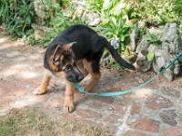 020718 ORA  GIL5302 : 02 JUILLET 2018, 2018, BERGER ALLEMAND, CHIOT, ORA