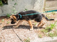 020718 ORA  GIL5303 : 02 JUILLET 2018, 2018, BERGER ALLEMAND, CHIOT, ORA