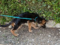 020718 ORA  GIL5312 : 02 JUILLET 2018, 2018, BERGER ALLEMAND, CHIOT, ORA