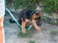 020718 ORA  GIL5313 : 02 JUILLET 2018, 2018, BERGER ALLEMAND, CHIOT, ORA