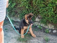 020718 ORA  GIL5314 : 02 JUILLET 2018, 2018, BERGER ALLEMAND, CHIOT, ORA