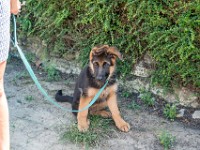 020718 ORA  GIL5315 : 02 JUILLET 2018, 2018, BERGER ALLEMAND, CHIOT, ORA