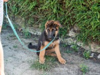 020718 ORA  GIL5316 : 02 JUILLET 2018, 2018, BERGER ALLEMAND, CHIOT, ORA