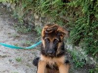 020718 ORA  GIL5317 : 02 JUILLET 2018, 2018, BERGER ALLEMAND, CHIOT, ORA