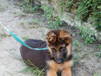 020718 ORA  GIL5318 : 02 JUILLET 2018, 2018, BERGER ALLEMAND, CHIOT, ORA