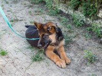 020718 ORA  GIL5319 : 02 JUILLET 2018, 2018, BERGER ALLEMAND, CHIOT, ORA