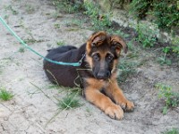 020718 ORA  GIL5320 : 02 JUILLET 2018, 2018, BERGER ALLEMAND, CHIOT, ORA