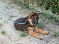 020718 ORA  GIL5321 : 02 JUILLET 2018, 2018, BERGER ALLEMAND, CHIOT, ORA