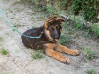 020718 ORA  GIL5322 : 02 JUILLET 2018, 2018, BERGER ALLEMAND, CHIOT, ORA